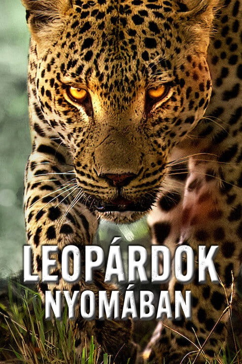 Leopárdok nyomában poszter